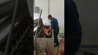 Hubert Haas Hog Scalder Dehairer  Loading Hog into Machine [upl. by Bullis]