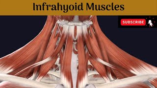 Infrahyoid Muscles Anatomy mbbs education bds headandneckanatomy muscle [upl. by Onifled]