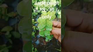 Bonsai jade saplings available Rs 30 each  CC 🍃More details 📞9788103543 [upl. by Ahsirat122]