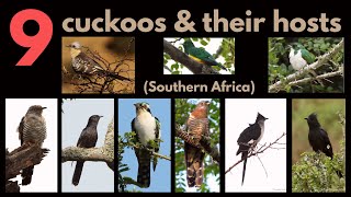 9 CUCKOOS AND THEIR BROOD HOSTS  a list of the main hosts of each cuckoo  BROOD PARASITISM [upl. by Sivraj]