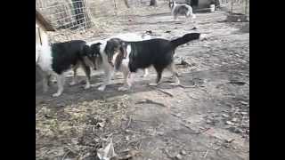 003AVI roper collies mating [upl. by Tamar]