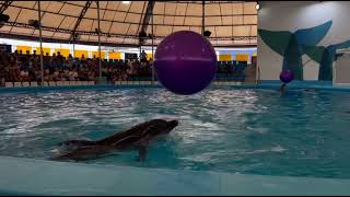 🏝️🏖️ Pattaya Dolphinarium🐬🦭 [upl. by Orola]