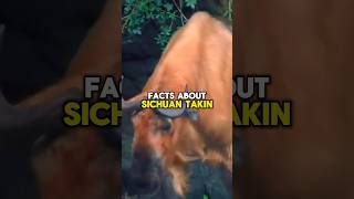 Sichuan takin facts shorts short facts wildlife animals nature shortfeed subscribe [upl. by Merell420]