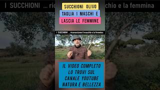 Succhioni dellolivo non commettere lerrore di tagliare quello giusto [upl. by Kurth1]