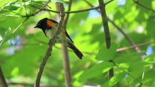 American Redstart call [upl. by Laehcimaj740]