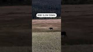 Is that Moose hunting other Moose hiking running moose colorado funny humor [upl. by Eiramrebma]