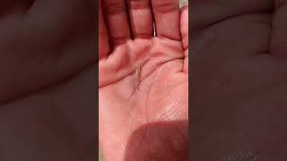 Short 39 🤯 molly fish fry 🐠💥🤯 fish fry shorts viralvideo mollyfish ponds aquarium video [upl. by Kreiker]