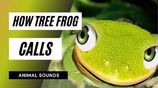 how tree frog calls  frogs mating and callinggreen tree frogsfrog video [upl. by Lancelot]