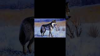 Wolf Painting comes Alive wolf runwayai midjourney aivideo aiart wolves oilpainting painting [upl. by Lucien702]