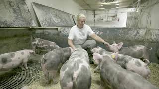 ENG Features of Pietrain Denmark Purebred Pigs [upl. by Ekalb]