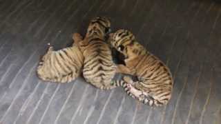 Naissance de bébés tigres au Zoo de Granby  mai 2013 [upl. by Allsun]