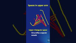 Shorts 49 The important spaces in the upper arm  their boundaries and contents  in a minute [upl. by Tacye]