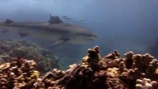 Scooter Diving Maui  Tiger Shark Circles us at Makena Landing [upl. by Semele461]