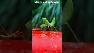 Mantis vs Leafhooper  theants theantsundergroundkingdom shorts [upl. by Rogozen]