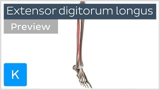 Functions of the extensor digitorum longus muscle preview  3D Anatomy  Kenhub [upl. by Helene]