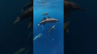 Dolphins in Maldives 2 [upl. by Lalitta420]