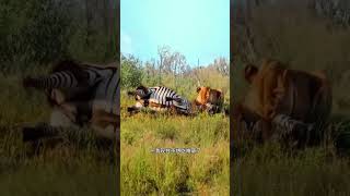 Lion grabs zebra and pins it down Lion grabs zebra and pins it down Animal World Animal World Hi [upl. by Sadonia]