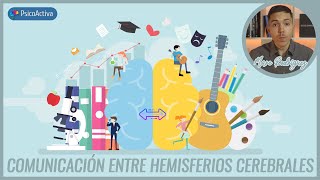 Cómo funciona el proceso de comunicación entre hemisferios cerebrales [upl. by Eiruam]