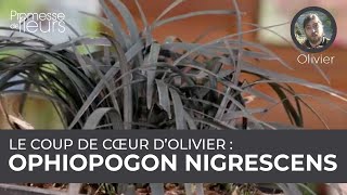 Le coup de cœur dOlivier  ophiopogon Nigrescens [upl. by Yrebmik52]