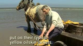 La pêche aux crevettes à cheval à Oostduinkerke [upl. by Erehs]