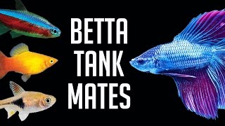 Compatible Tank Mates for Betta Fish [upl. by Jessa127]