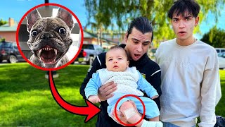 HELP My Dog ATTACKED His Baby [upl. by Kincaid]