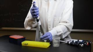 How to Use a Micropipette  SEP [upl. by Vastha]