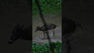 Waterhole Feels 🛁 bowhunting deerhunting [upl. by Andros]