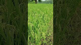 new crop of 2024blogger minivlog newvlog shorts shortvideo santali music newsong love song [upl. by Dimitry]