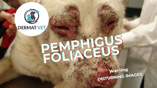 Pemphigus Foliaceus In Dogs  Standard Treatment Protocol In VeterinaryDermatology [upl. by Alat]