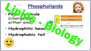 Lipids ALevel Biology [upl. by Nahc403]