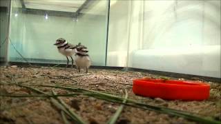 Killdeer Chicks [upl. by Aistek659]