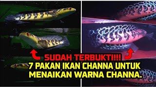 MAKANAN IKAN CHANNA YANG BAGUS UNTUK MENAIKAN WARNA PADA IKAN CHANNA MARULIOIDES [upl. by Juline]