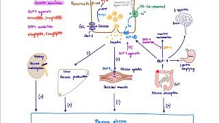 Diabetes Mellitus Part12 Mechanism of Action of Thiazolidinedione  Diabetes  Thiazolidinedione [upl. by Modesty]