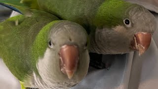 Amazing Quaker Parrots Talking to Each Other and Singing Together [upl. by Netta]