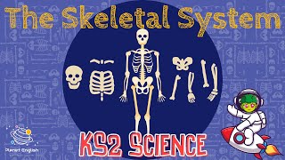 The Skeletal System  KS2 Science  STEM and Beyond [upl. by Dixie412]