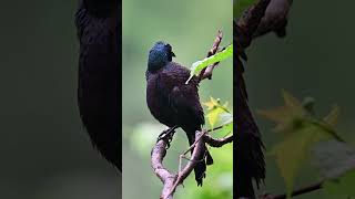 Common grackle and great tailed grackle shorts [upl. by Dominic393]