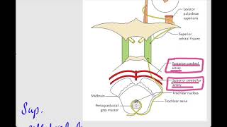 Trochlear Nerve4th cranial nerveOphthalmologyCN IV [upl. by Neelrac243]