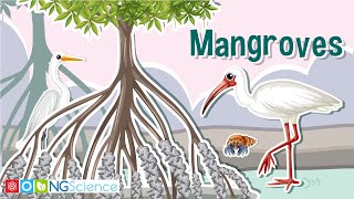 Mangroves – Guardians of the Coast [upl. by Adnirol]