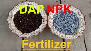 How to Use NPK and DAP Fertilizer  When to Use Fertilizer  Fertilizer for Plants [upl. by Lauritz]