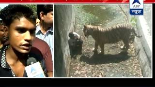 Witness narrates the whole incident of Delhi zoo says youth slipped and fell into its enclosure [upl. by Karoline]