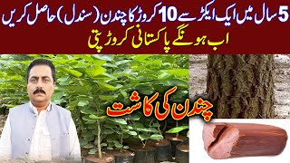 chandan ki kasht in Pakistan  chandan farming in Pakistan  chandan farms in Pakistan  sandal wood [upl. by Gilpin475]