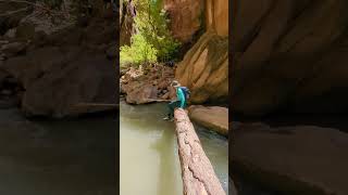 Experience The Narrows Hike in Zion National Park adventuretravel to zionnationalpark hiking [upl. by Yssac394]