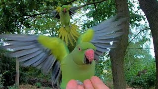 Hand Feeding 5 Parakeets in 10 Seconds  London GoPro  Roseringed parakeet Psittacula krameri [upl. by Litta]