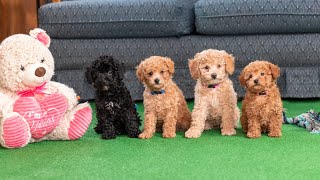 Mini Poodle Puppies 8 weeks old  Playtime and Exercise [upl. by Danzig]