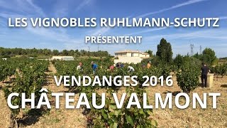 Vendanges 2016  Château Valmont AOC Corbières [upl. by Neal734]