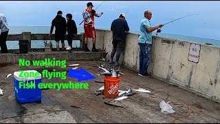 Skyway Fishing Pier Bonito amp Mackerel Madness [upl. by Tihor]