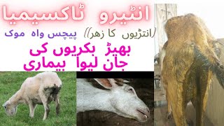 entirotoxemia disease in sheep amp goats symtemstreatment and precutions [upl. by Corenda]