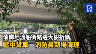 油麻地渡船街路邊大樹折斷 壓中貨車 消防員到場清理｜01新聞｜突發｜油麻地｜塌樹｜渡船街 [upl. by Erasmus]