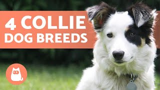 4 Types of COLLIE DOG BREEDS 🐕 Do You Know Them All [upl. by Lionello]